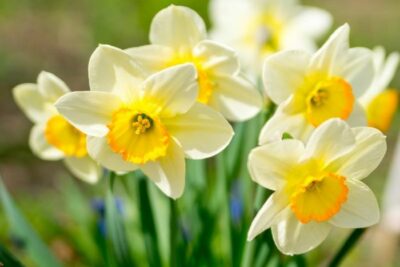 15 Captivating Spring Flowers to Transform Your Garden